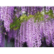 GLICYNIA WISTERIA CHIŃSKA fioletowa - sadzonki 10 / 15 cm